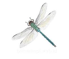 Angka Mimpi Capung Versi Erek Erek 2d 3d 4d Buku Mimpi