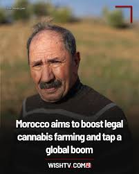 Morocco has long been one of the world's top exporters of cannabis and in  2022 it became the first Muslim-majority country to legalize certain forms  of cultivation. 📎https://tinyurl.com/muvzmc7m