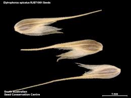 Image result for Elytrophorus spicatus