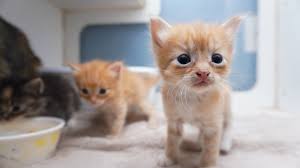 If you're looking for a new pet to adopt or want information on how to get involved with adoptable pets. Leander Animal Shelters See Record Pet Adoptions Adjust Practices For Covid 19 Community Impact