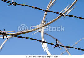 The one shown also has a strand of barbed wire fence at the bottom. Barbed Wire Razor Sharp Security Fence Dangerous Two Types Of Barbed Wire On Blue Background Coiled Razor Wire And Canstock