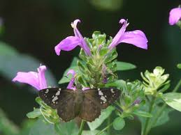 Image result for Dicliptera sp. B