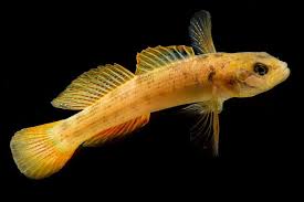 Image result for Antherotoma debilis