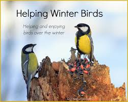 Local Birds In My Area Winter Birds Surprising Ways To Help Local Birds Over Winter Winter Bird Birds Heated Bird Bath