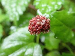 Image result for Lecanthus peduncularis