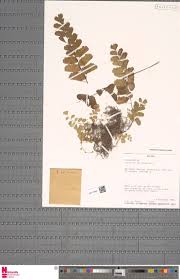 Image result for Xerophyta pauciramosa