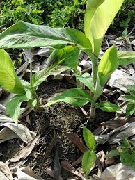 Tanaman pisang tidak lepas dari serangan hama ataupun penyakit. Cara Tanam Pisang Terbalik Supaya Berbuah Rendah Dan Lebat My Info Berita