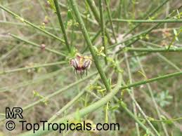 Image result for Apocynaceae subfamily Periplocoideae