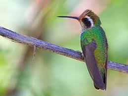 See more ideas about hummingbird plants, plants, flowers. Hummingbirds In Michigan 6 Species Pictured Daily Birder