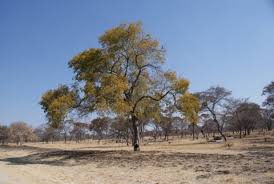 Image result for Erythrophleum