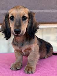 Pupdate! Placed!! Pippa is ready for the best summer ever with her furever  someone!! Pippa's bags are packed with a vet check, age appropriate  vaccinations and deworming, microchip, beginning training, socialization and