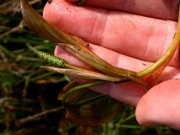 Image result for Potamogetonaceae