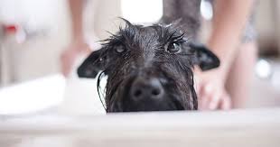 There are hundreds of homemade dog shampoo recipes out there, most using some combination of vinegar, which deodorizes and adds shine; How To Make Homemade Dog Shampoo Purewow