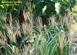 Image result for Eustachys