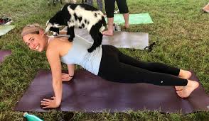 Popular Goat Yoga Available Near Charlotte 25 Class Includes 30 Minutes Of Cuddle Time With Goats Charlotte Agenda