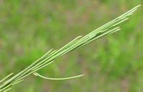 Image result for Turritis