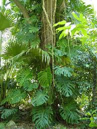 These plants are both completely different plants than monstera, but go by the same nickname in some cases. Philodendron Kens Nursery Monstera Deliciosa Philodendron Tropical Plants