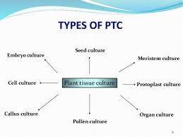 May 07, 2021 · despite this importance, a comprehensive atlas of the cres and tfs underlining cell identity and differentiation has yet to be realized in any plant species. What Is The Plant Tissue Culture And Its Applications Quora