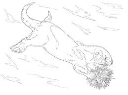 Sea Otter Eating Sea Urchin Coloring Page Free Printable Coloring Pages Coloring Pages Animal Coloring Pages Free Coloring Pages