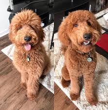 English goldendoodles are typically very easy to train and make great companions. 52 Top Photos Goldendoodle Puppy Cut Images The Goldendoodle Teddy Bear Cut So Adorable Your Heart Will Melt Happy Go Doodle Horsetears