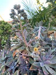 Check spelling or type a new query. Plant Of The Month Archive Graptoveria Fred Ives Infinite Succulent