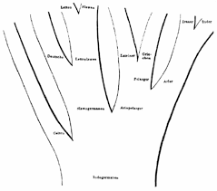 the genealogical world of phylogenetic networks