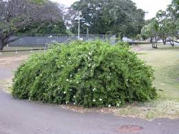 Image result for Jasminum multiflorum