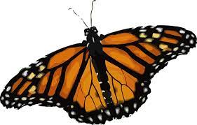 400 Free Monarch Butterfly Butterfly Images Pixabay Butterfly Images Nature Images Monarch Butterfly