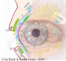 Fakten Uber Das Trockene Auge Ocular Surface Center Berlin