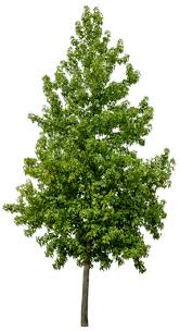 Image result for Liquidambar