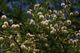 Image result for Acacia sieberiana