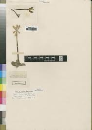 Image result for Agathisanthemum globosum