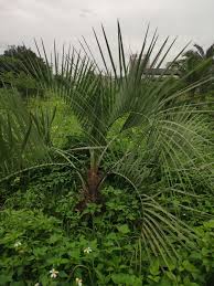 Image result for Butia