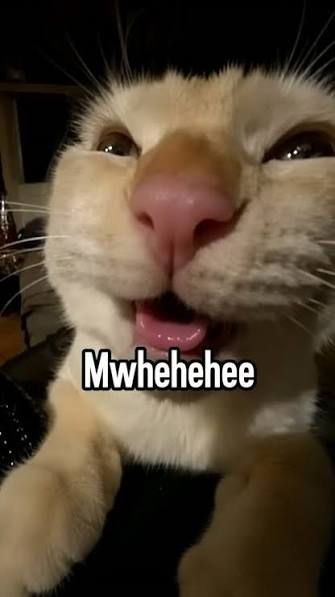 mu heheehehehehhee #cat #meme #fyp #xh #laughter