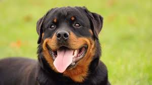 Rottweiler Price Temperament Life Span That is why finding good dog names is important and. rottweiler price temperament life span