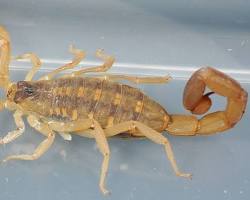Image of Striped Bark Scorpion