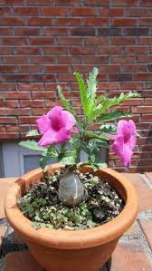 Image result for Pterodiscus aurantiacus