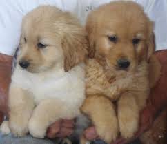 Maybe you would like to learn more about one of these? Purebred Golden Retriever Puppies For Sale In Byron New York Classified Americanlisted Com