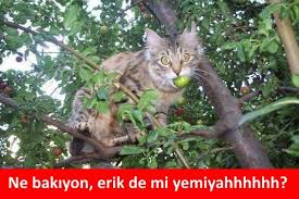 Ne Bakiyon Erik De Mi Yemiyahhhhhh Mizah Matrak Espri Komik Saka Girgir Sozler Guzelsozler Komiksozler Caps Kedi Sevimli Kediler Ve Espriler