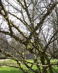 Image result for Zanthoxylum holtzianum