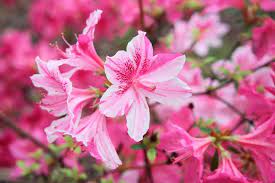 Complete guide to poisonous plants for dogs. Is Azalea Poisonous To Cats And Dogs
