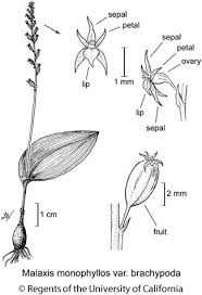 Image result for Malaxis