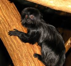 Check spelling or type a new query. Goeldi S Monkey Wnprc Uw Madison