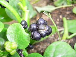 Image result for Basellaceae