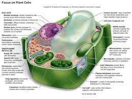 We did not find results for: Chapter 4 Cell Structure And Function Ppt Download