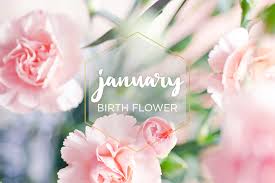 Check spelling or type a new query. January Birth Flower Carnation Ftd Com