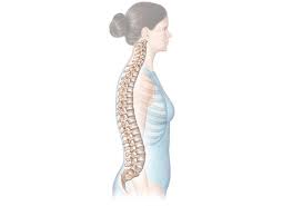 It almost extends fully across the body for instance, an ape spine extends along their back in a straight line, as they support the weight of. Anatomy Of The Spine J J Medical Devices