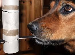 Im haus aber auch im garten kann man ganz simpel hundekekse verstecken. Spiele Fur Hunde Such Denk Und Bewegungsspiele Rund Ums Futter