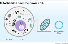 Mitochondria are known as the 'powerhouse of the cell'. Could Mitochondria Be The Key To A Healthy Brain