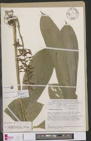 Image result for Renealmia africana